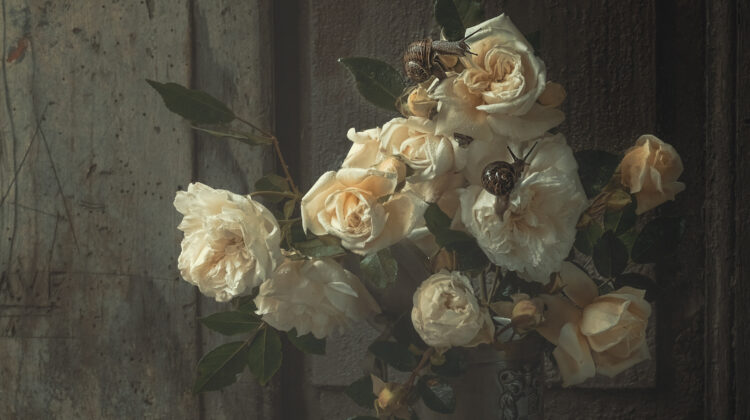 Roses-in-vintage