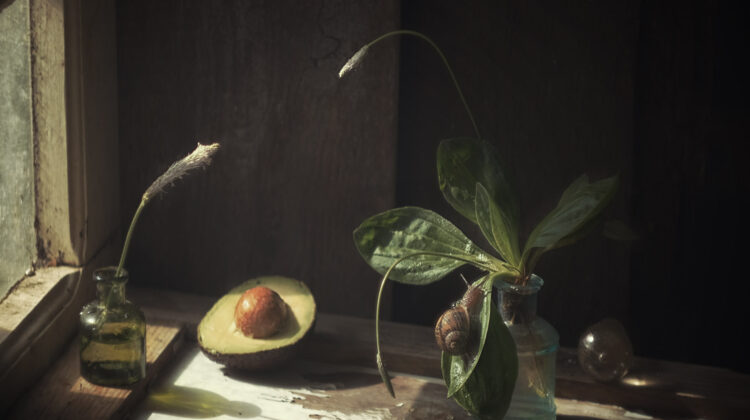 avocado