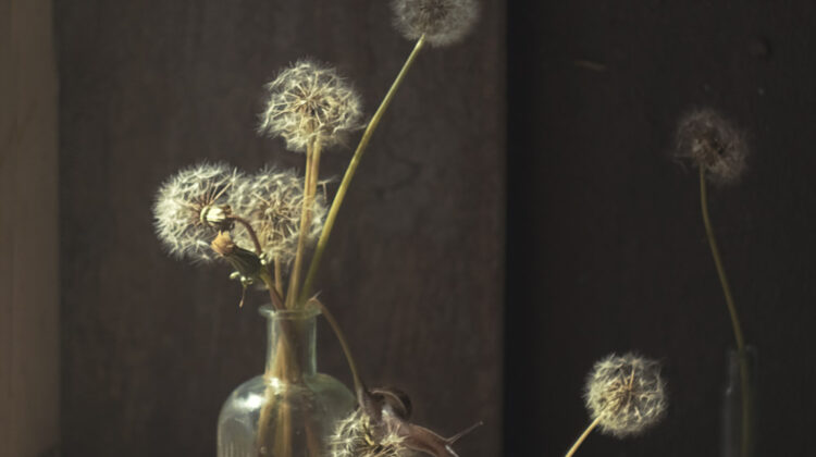 dandelion