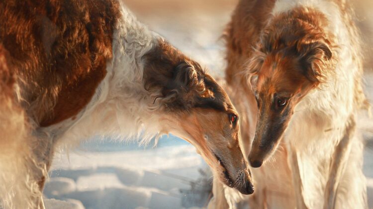 Animals19