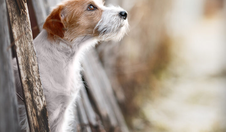 Animals16